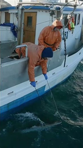 深海延绳钓捕比目鱼 延绳钓最清洁最环保的捕鱼方式，出海一次能钓上一甲板的鱼，这也是绝绝子，太炸裂了！😱🤣👍#延绳钓 #比目鱼#巨型比目鱼#深海钓鱼#深海捕鱼