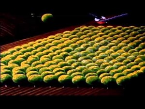 Chip And Dale Donald Duck animation movies cartoon in english for children disney videos