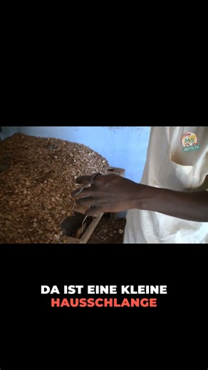 Die faszinierenden Felsenpythons | Reptil TV