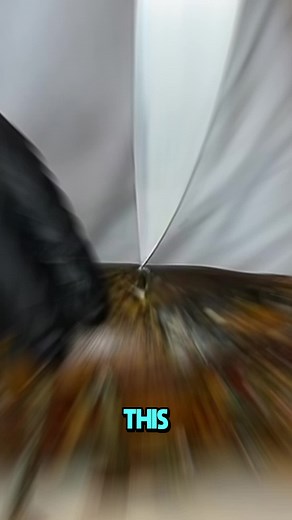 Humane Lobster Killing Techniques Explained