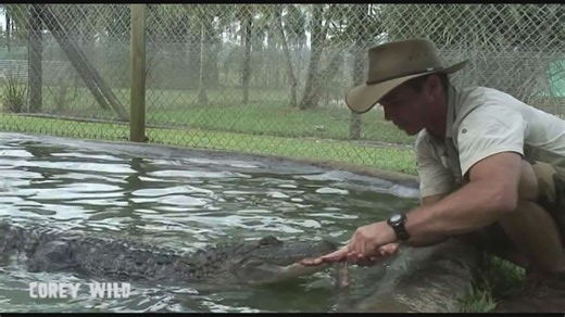 Confrontation between American alligators and humans in Florida wetlands