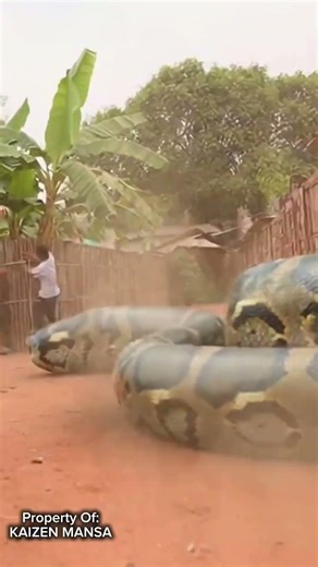Massive Python Spotted in Unexpected Location#Unexpected #MassivePython #Snake