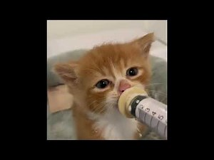 ❤ Kittens being bottle fed compilation (2021) | Super Duper Cute Ears Wiggle