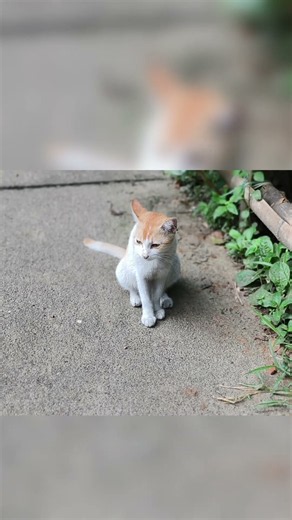 CAT WALKS IN GARDEN