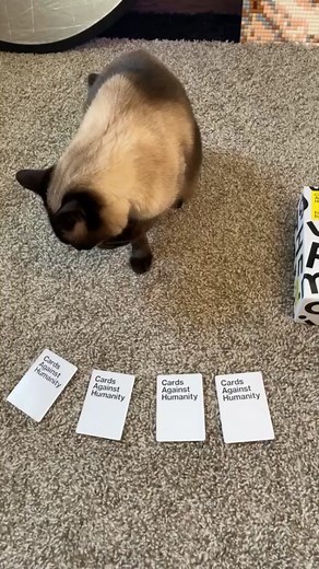 Edit suggestion #cat #bap #fyp #pledge