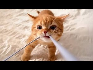 Funny Cat Fails 😆 Funny Cat Compilation 😂😁😆 Memes Part 27