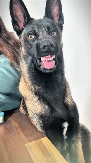 Effective Dog Training Tips for Malinois and K9s