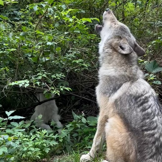 This is what happiness sounds like 😊 | Wolf Conservation Center