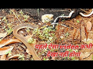 नाग सांप भारत का सबसे जहरीला करैत सांप को जिंदा निगल गया Rescue Team Panchet Dam Dhanbad Jharkhand