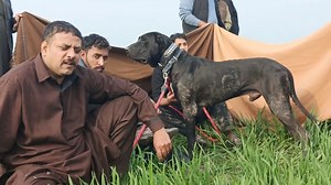 1.6M views · 43K reactions | Best bully dogs this season | bully dogs power,rockey&etc | sardar abdulqayyoum big shikari #Bully Dog #blackbullykutty #pakistanibullykutty | Gultair Hunting | Facebook