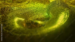 Glossy texture of real live snake or python skin, dragon creature beast scales background. Snakes slowly breathing. Serpent close-up and reptile in motion. Shiny natural exotic animal scales pattern.