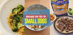 Recipe: Homemade Dog Food for Small Dogs