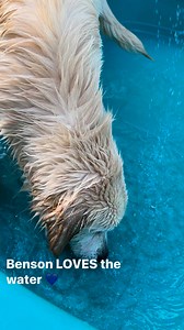 1.5K views · 63 reactions | The Puppy Palace Doggie Day Care on Reels | Facebook