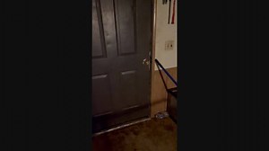 Leo the Donkey Knocks on Door for Some Attention