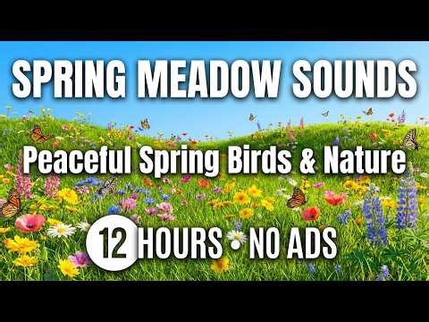 Spring Meadow Sounds | 12 Hours Peaceful Spring Birds & Nature Ambience NO ADS