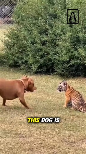 Smart acting dog #animals | Animals world