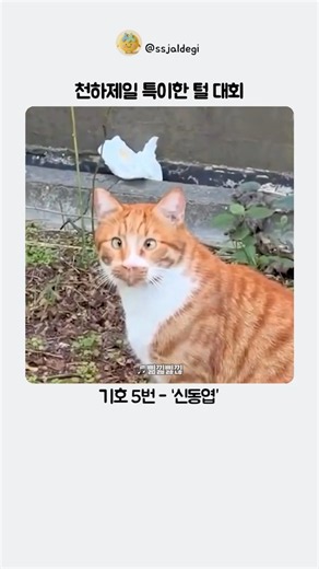 천하제일 특이한 털 대회
