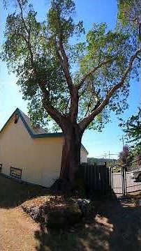 Most amazing Native tree in Canada