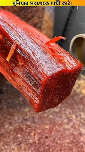দুনিয়ার সবথেকে দামী কাঠ। 😳 #shorts #wood #red #sandalwood #nuralomOfficial