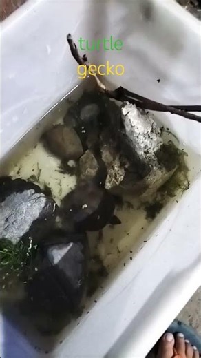 my geckos:lotus&lavender.my turtle:lilypad