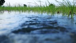 Irrigation in rice paddy field close up.