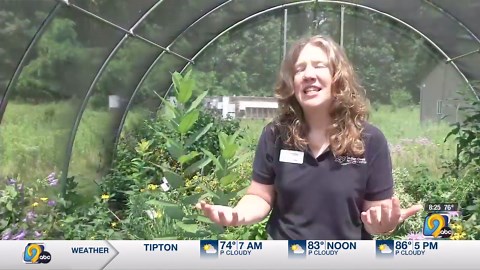 Annual Monarch Festival kicks off Saturday Morning