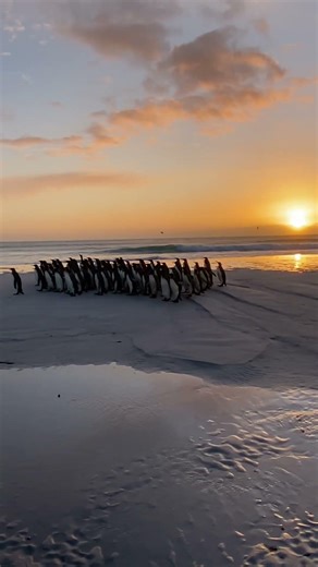 Marching Army of Penguins #penguin #shorts