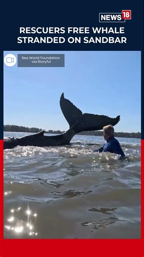 Dramatic Rescue: Whale Freed from Sandbar in New South Wales | Australia | Whale Rescue | News18