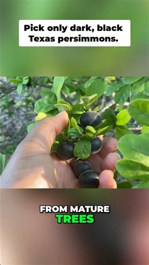 The only way to pick Texas persimmons #foraging #tips #texas