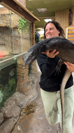 Running Around the Zoo with Gilly the Black Dragon😅😂 . . . #beautiful #black #dragons #wow #wildlife #fbpost #animals #animallovers #life #fun #wild #AmaZing #video #moment #facebook #fb #post #cute #run #running #funny #small #cool #animal | The Reptile Zoo