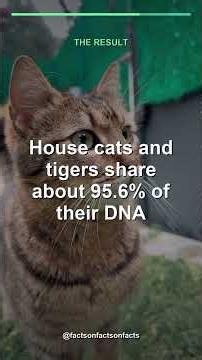 Your house cat vs a tiger: the DNA results shocked scientists 🐅