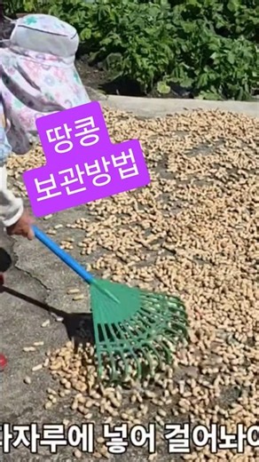 How to Store Harvested Peanuts, Clean Goesan Nature's Echo #shorts