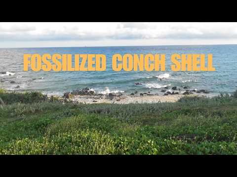 Explore the magical beach and harvest coral and seashells