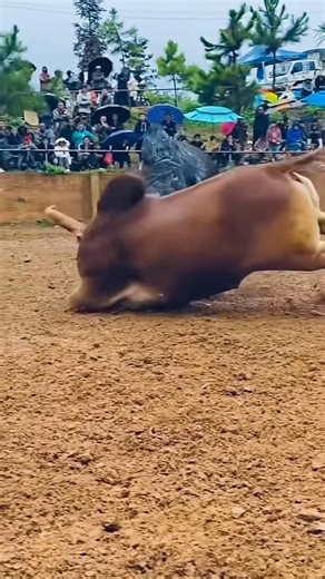 “Unreal Power! 💪 Ox Fight in 10 Seconds 🔥” | Asia bull fighting