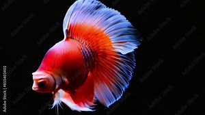 A red betta fish swims back and forth with its beautiful fins, on a black background