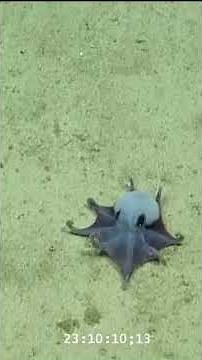 Scientists discover small, bright blue octopus