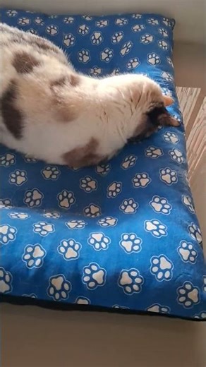 Boa tarde! #movie #music #film #gatinhaestrelinha #amogatos #gateiraporamor #gatos #fofurinhasdali