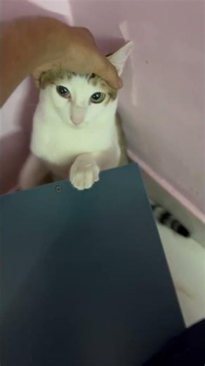 😹 Cute Cats Funny Fight | Adorable Kitten Battle Moments 🐾💥 #cat #india #facts