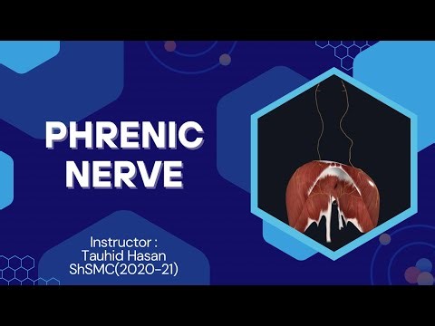 The Phrenic Nerve💛