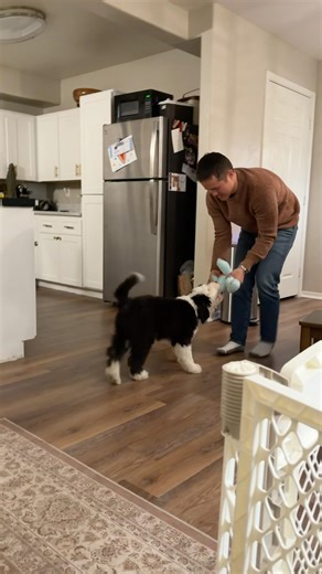 Our 11 week old Old English Sheepdog learning fetch