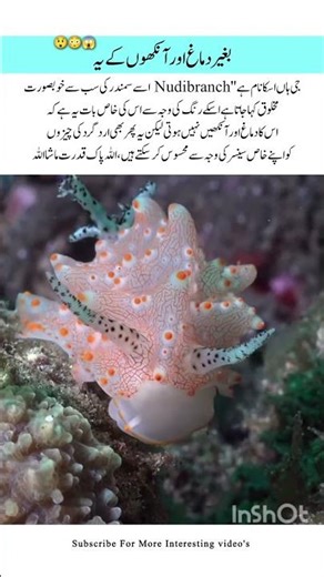 Meet The Nudibranch Amazing Wildlife #nudibranch #naturefacts #wildlife #nature #shorts