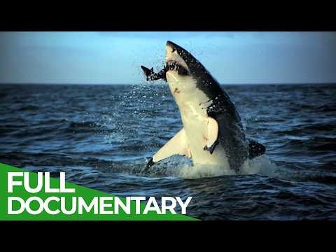 Nature’s Fastest Predators | Free Documentary Nature