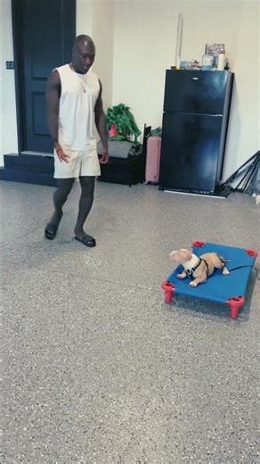 FC Cincinnati Kevin Denkey's American Bully Pups | Cincinnati Dog Trainers Off Leash K9