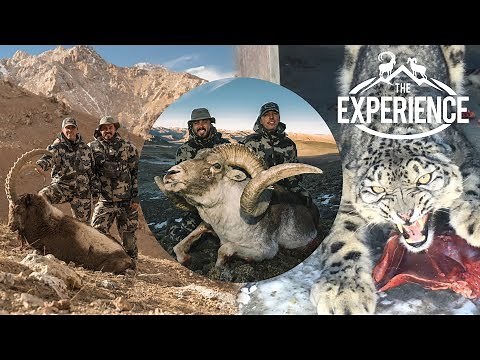 TAJIKISTAN: Snow Leopard, Ibex, Marco Polo 4k