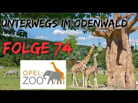 Opel - Zoo Kronberg im Taunus 🐘 | *EPISODE 74* On the road in the Odenwald | the PÜFFCHENS