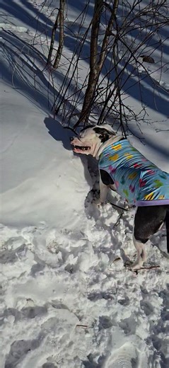 Do your canine companions tend to chew on nearby bushes and tree limbs? 🌳🐶🌲 | Fq2-Family