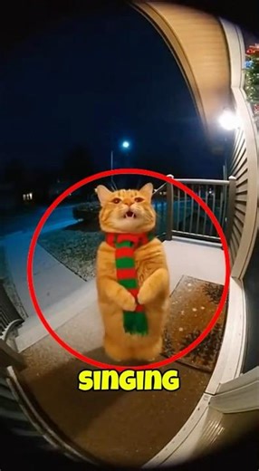 Funny Cat Singing Opera on Man's Front Yard pt. 3 😂🐕