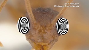 Crazy ants make fire ants seem angelic | CNN