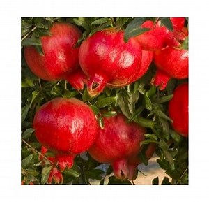 Grenadier à gros fruits Wonderful