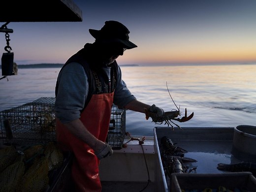 U.S. lobster catch drops as crustaceans migrate north
